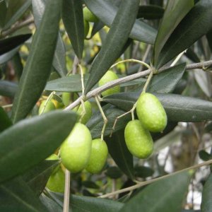 Olivovník európsky (Olea europaea) (-12°C) - obvod kmeňa 10/12cm, výška 140-150cm, kont. C15L 